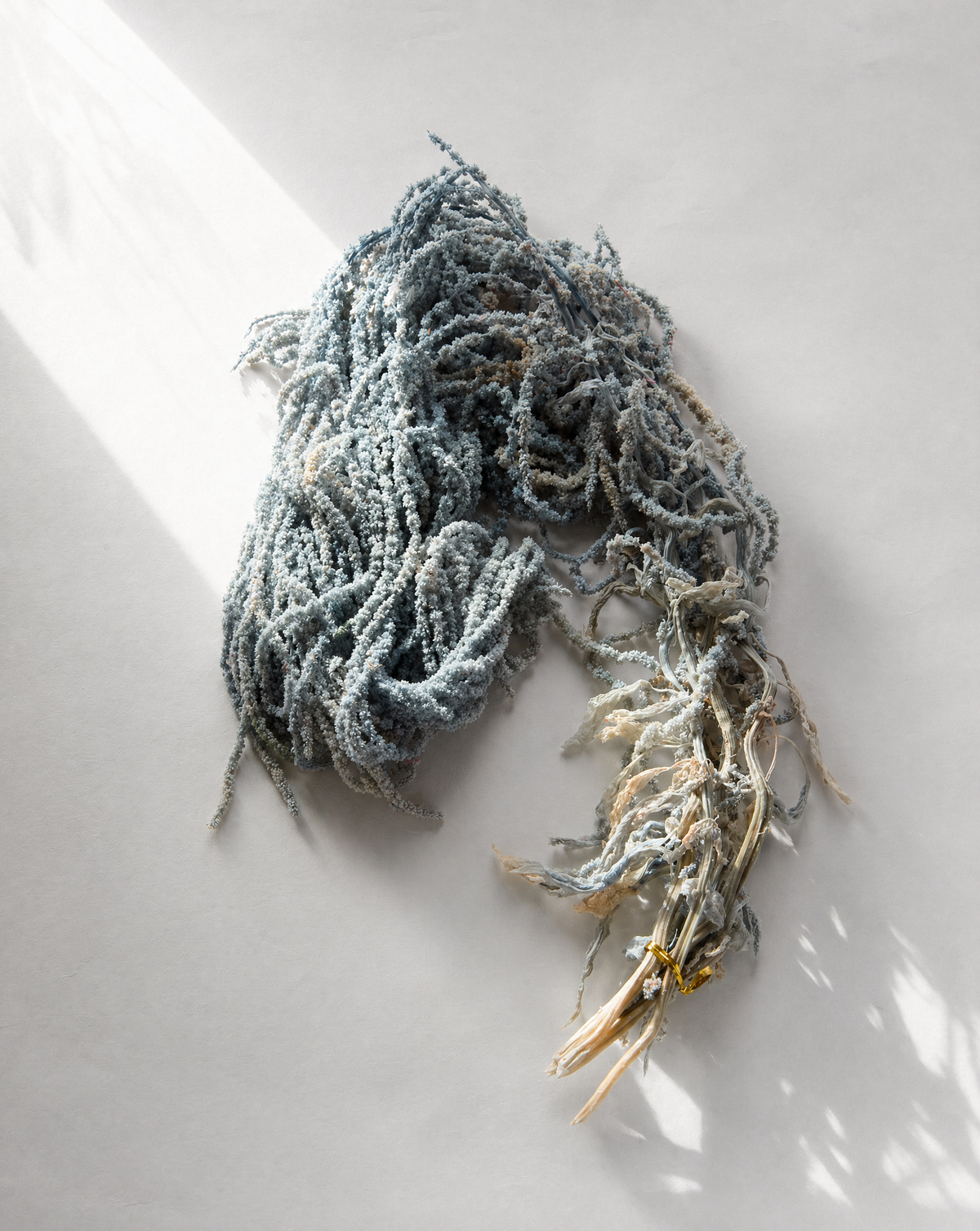 PRESERVED AMARANTHUS CAUDATUS - BLUE, TRAILING BUNCH, 55 CM, 150 GRAMS