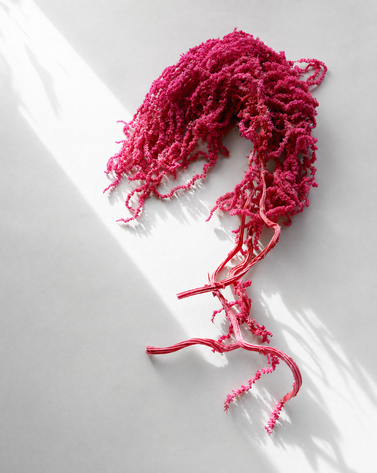 PRESERVED AMARANTHUS CAUDATUS - PINK, TRAILING BUNCH, 55 CM, 150 GRAMS