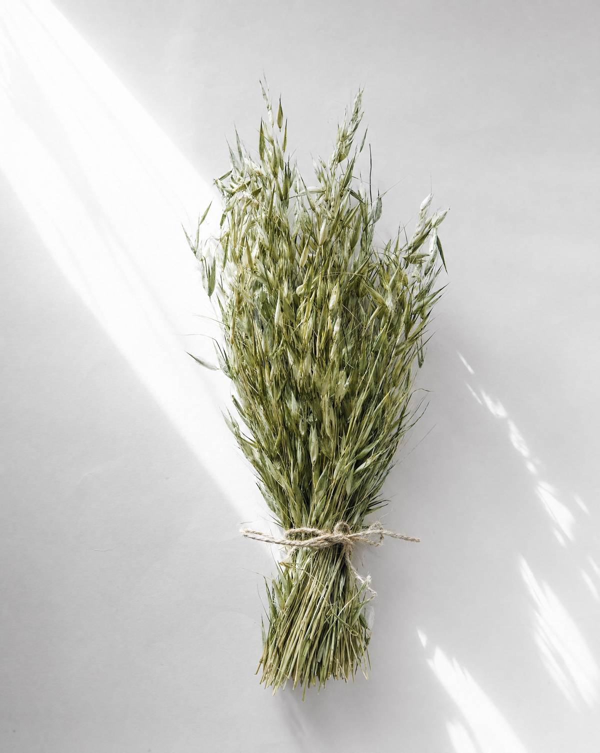Dried Green Avena Oat Grass Bunch — Natural Dried Flowers UK
