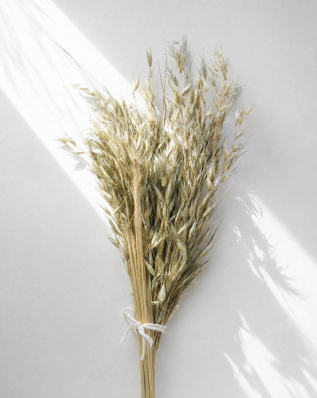 Dried Natural Avena Oat Grass Bunch — Dried Flowers UK