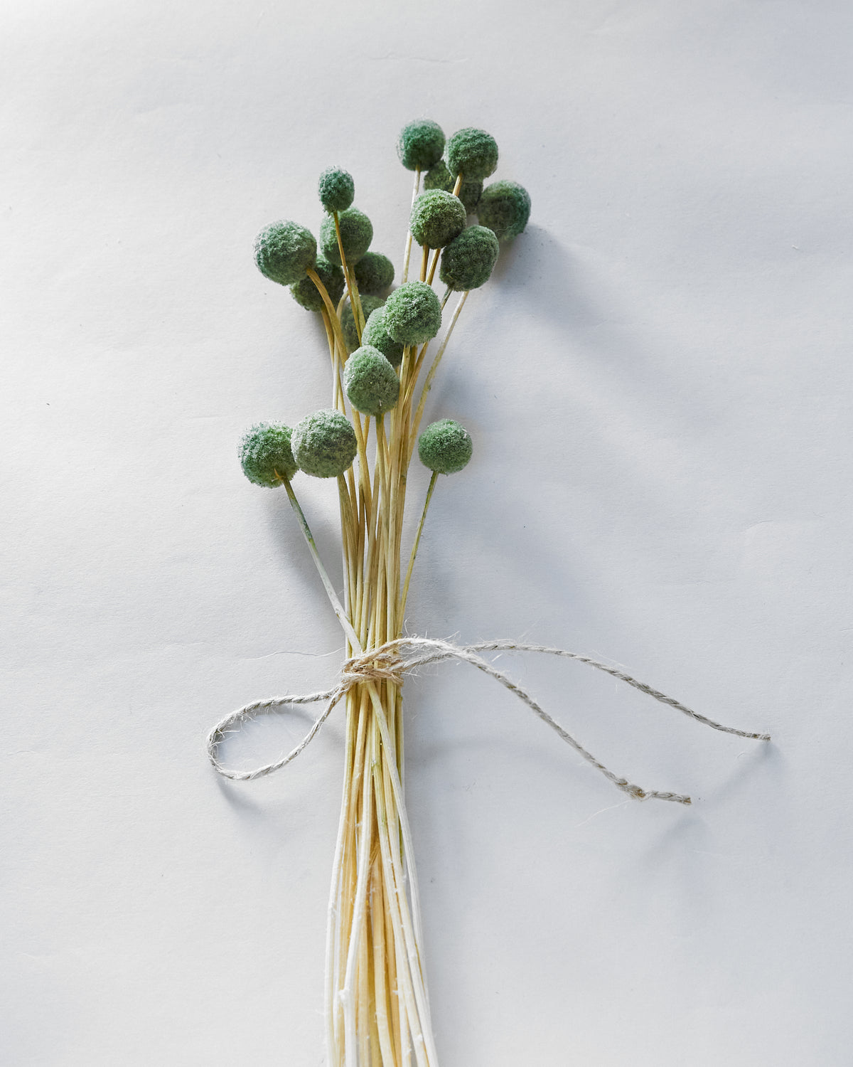 Dried Green Craspedia Billy Ball Bunch — Dried Flowers UK