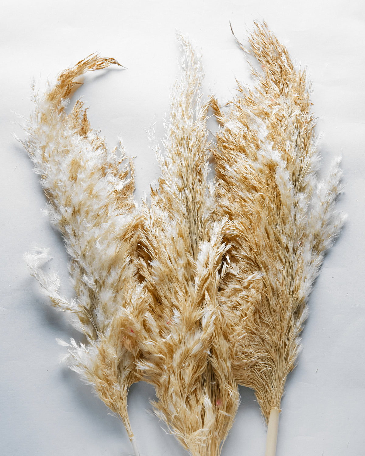 10 pcs Pampas Grass Dried Flowers Natural 15 inch (38-44cm)