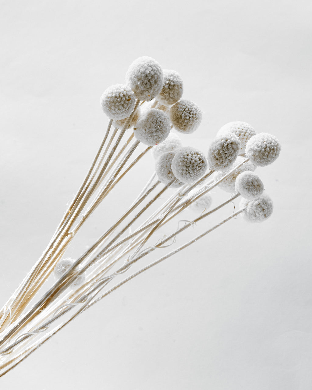 Dried White Craspedia Billy Ball Bunch — Dried Flowers UK